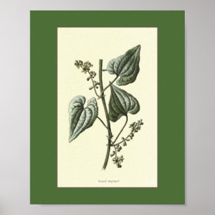 Vintage Illustration von Black Bryony Poster