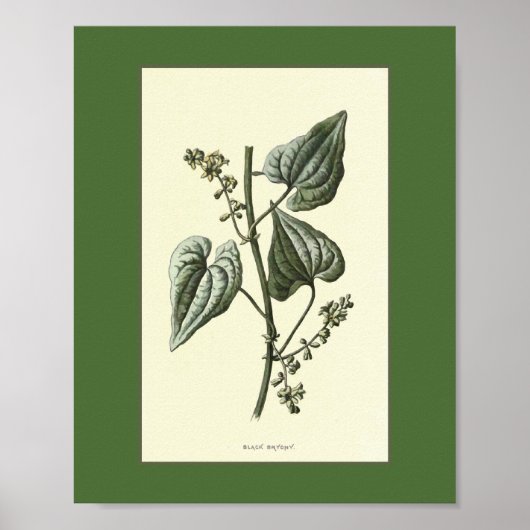 Vintage Illustration von Black Bryony Poster (Vorne)