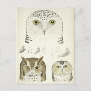 Vintage-Illustration von drei Eulen Postkarte