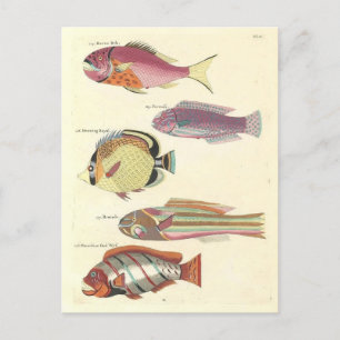 Vintage-Illustration von farbenfrohen Fischen Postkarte