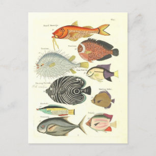 Vintage Illustration von farbigen Fischen Postkarte
