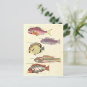 Vintage Illustration von farbigen Fischen Postkarte (Stehend Vorderseite)