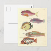 Vintage Illustration von farbigen Fischen Postkarte (Vorne/Hinten)
