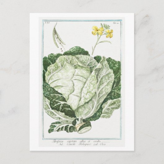 Vintage Illustration von Grünkohl Postkarte (Vorderseite)
