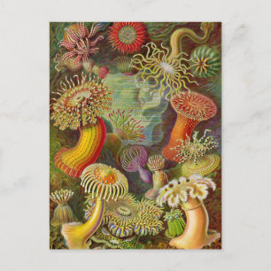 Vintage Illustration von Meeresanemonen Postkarte