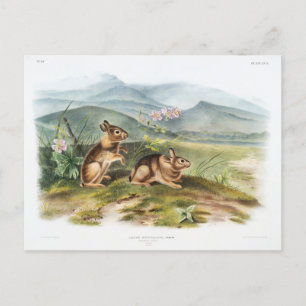 Vintage Illustration von Nuttall's Hare von Audubo Postkarte