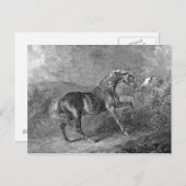 Vintage Illustration von Stallion Horse Postkarte (Vorne/Hinten)
