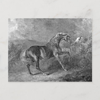 Vintage Illustration von Stallion Horse Postkarte