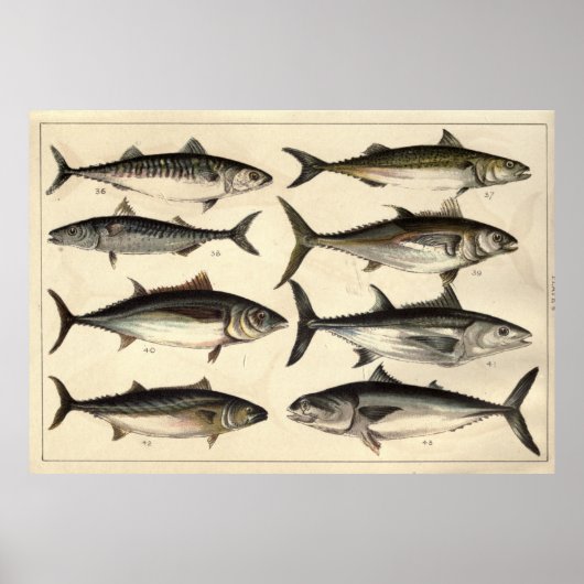 Vintage Illustration von Thunfisch, Makrele und Bo Poster (Vorne)