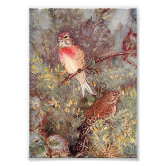 Vintage Illustration von Vögeln Fotodruck (Vorne)