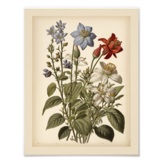 Vintage-Illustration von Wildblumen  Fotodruck