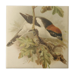 Vintage Illustration von Woodchat Shrike Fliese