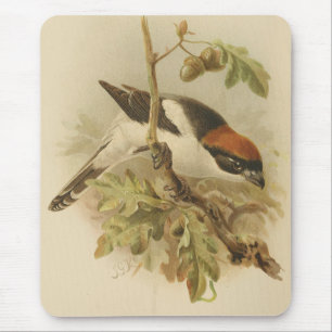 Vintage Illustration von Woodchat Shrike Mousepad