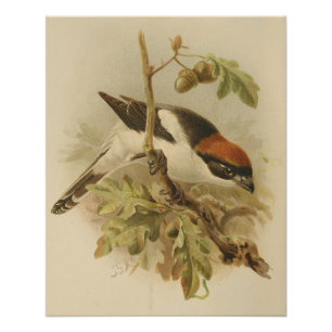 Vintage Illustration von Woodchat Shrike Poster