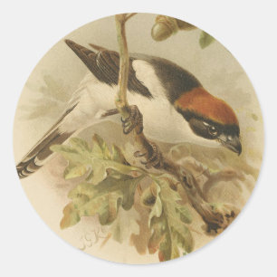Vintage Illustration von Woodchat Shrike Runder Aufkleber