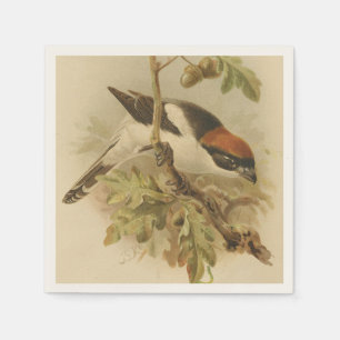 Vintage Illustration von Woodchat Shrike Serviette
