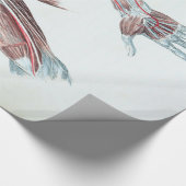 Vintage Illustrations-Anatomie-menschliche Arme Geschenkpapier (Ecke)