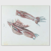 Vintage Illustrations-Anatomie-menschliche Arme Geschenkpapier (Flach)