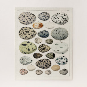 Vintage ILLUSTRATIONSBIRDS EIER JIGSAW Puzzle