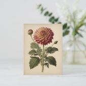 Vintage Ilustration of a Dahlia  Postkarte (Stehend Vorderseite)