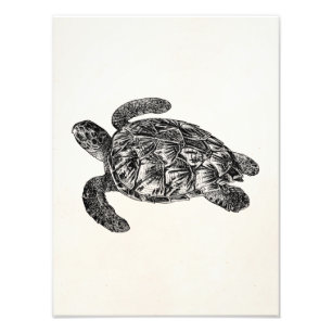 Vintage-Imbricata-Schildkröte - Schildkröten-Vorla Fotodruck