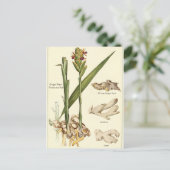 Vintage Ingwer-Illustrationskarte Postkarte (Stehend Vorderseite)