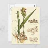 Vintage Ingwer-Illustrationskarte Postkarte (Vorne/Hinten)