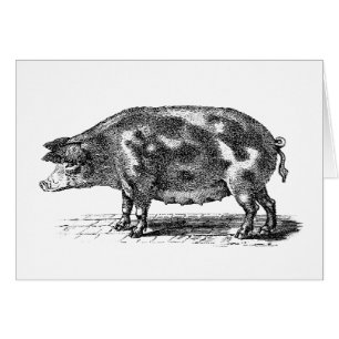 Vintage inländische Schwein-Illustration - Schwei