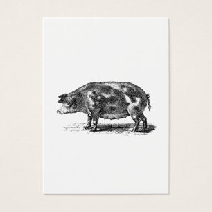 Vintage inländische Schwein-Illustration - Schwei