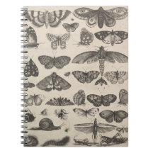 Vintage-Insekten Entomologie Lepidoptera Feldnotiz