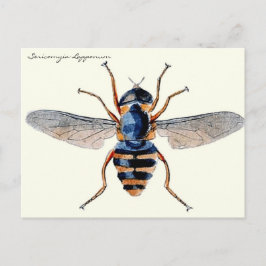Vintage Insekten Fly Scientific Entomology Postkarte
