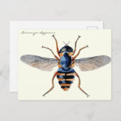 Vintage Insekten Fly Scientific Entomology Postkarte (Vorne/Hinten)