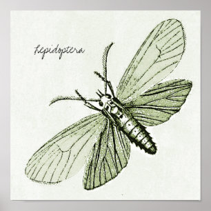 Vintage-Insekten Motten Entomologie Bugs Illustrat Poster