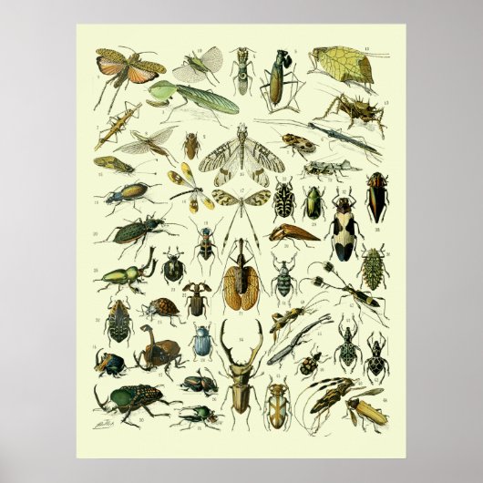 Vintage Insekten Poster (Vorne)