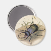 Vintage Insekten und Bugs, Rhinozeroskäfer Magnet (Vorderseite/Rückseite)