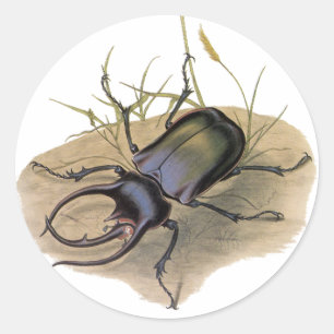 Vintage Insekten und Bugs, Rhinozeroskäfer Runder Aufkleber