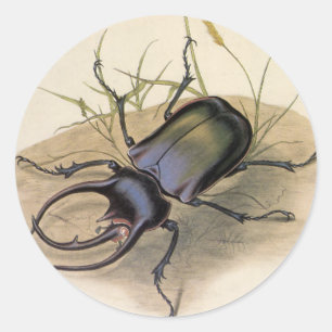 Vintage Insekten und Käfer, Rhino Nashornkäfer Runder Aufkleber