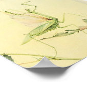 Vintage Insektendarstellung Poster (Ecke)