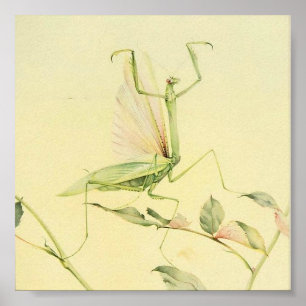Vintage Insektendarstellung Poster