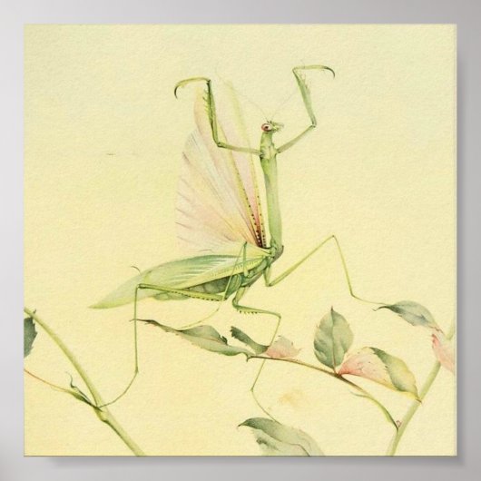 Vintage Insektendarstellung Poster (Vorne)