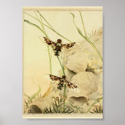 Vintage Insektendarstellung Poster (Vorne)