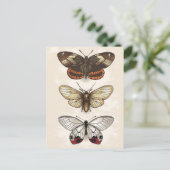 Vintage Insektendarstellung Postkarte (Stehend Vorderseite)