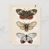 Vintage Insektendarstellung Postkarte (Vorne/Hinten)