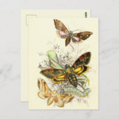 Vintage Insektendarstellung Postkarte (Vorne/Hinten)