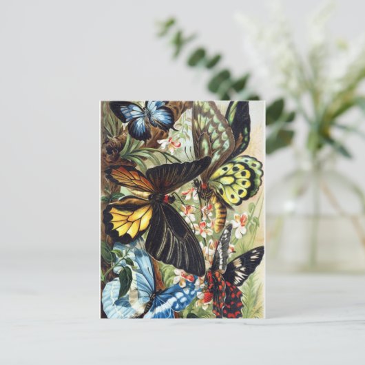 Vintage Insektendarstellung Postkarte (Stehend Vorderseite)