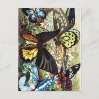 Vintage Insektendarstellung