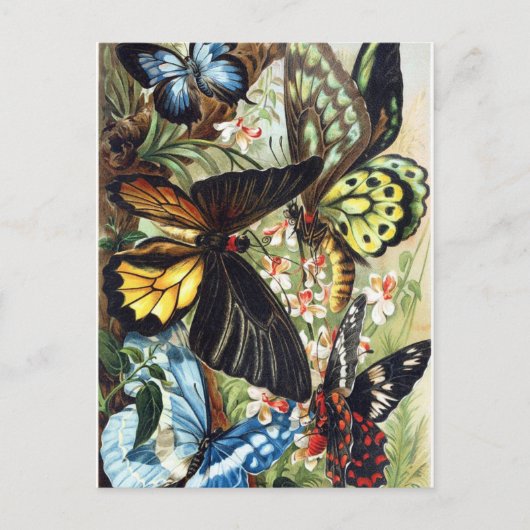 Vintage Insektendarstellung Postkarte (Vorderseite)