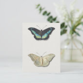 Vintage Insektendarstellung Postkarte (Stehend Vorderseite)