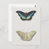 Vintage Insektendarstellung Postkarte (Vorne/Hinten)