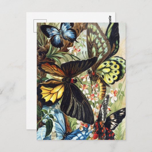 Vintage Insektendarstellung Postkarte (Vorne/Hinten)